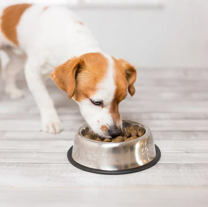 Essential Dog Products Every Pet Owner Should Have