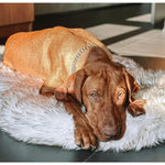 CozyCloud Orthopedic Memory Foam Dog Bed