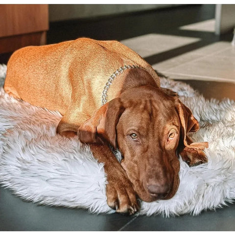 CozyCloud Orthopedic Memory Foam Dog Bed