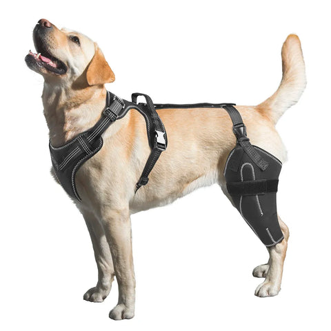 Adjustable Dog Knee Brace for ACL Support